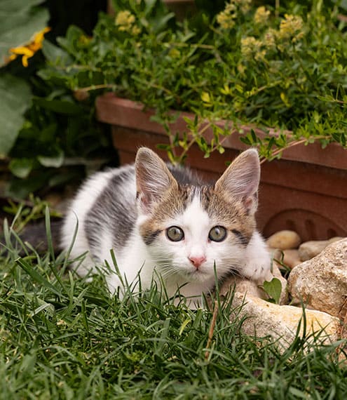 que datos curiosos hay sobre los gatos